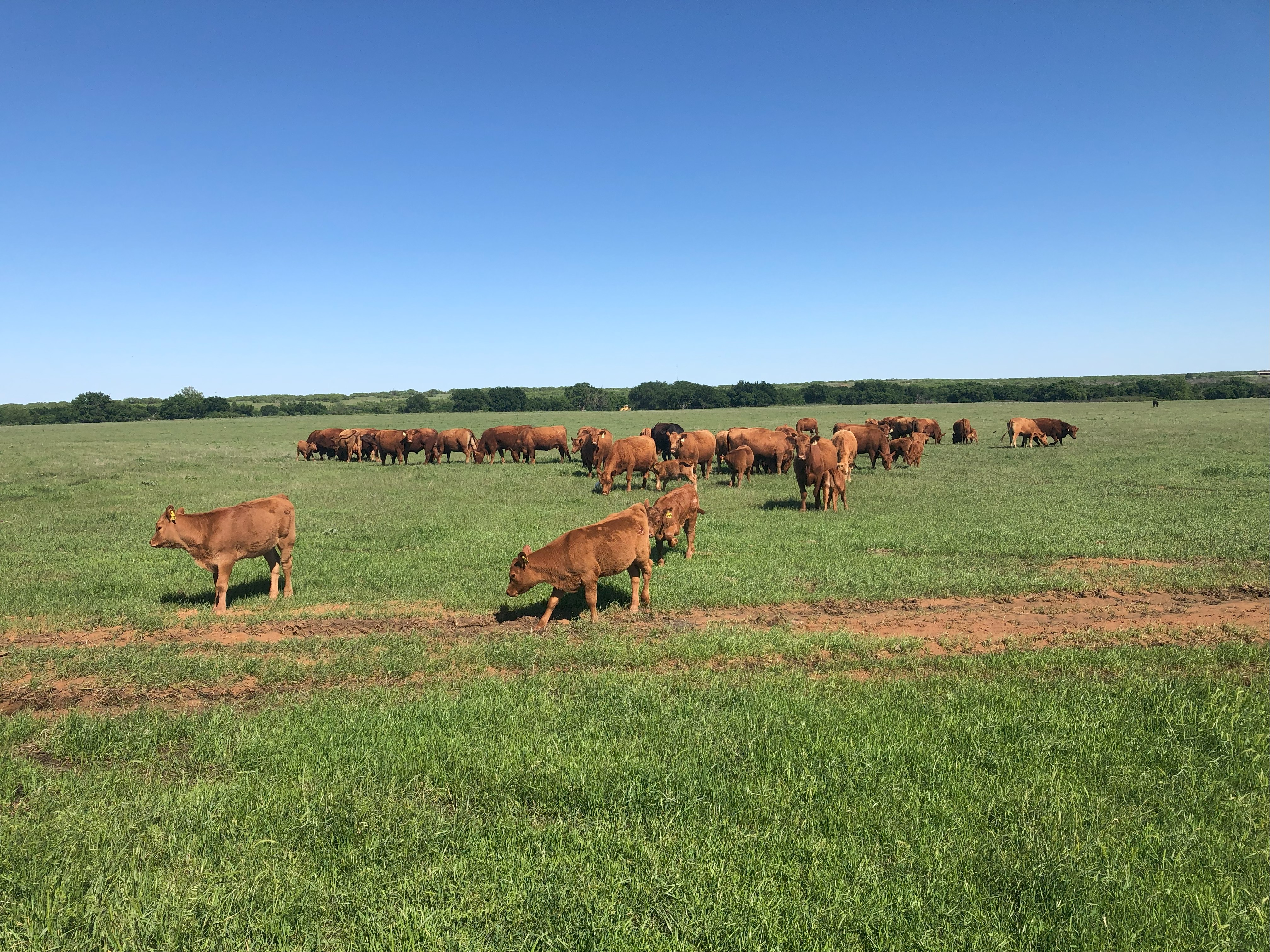 10 2-year old plus bred RA Cows - Bred to Registered Red Angus Bulls